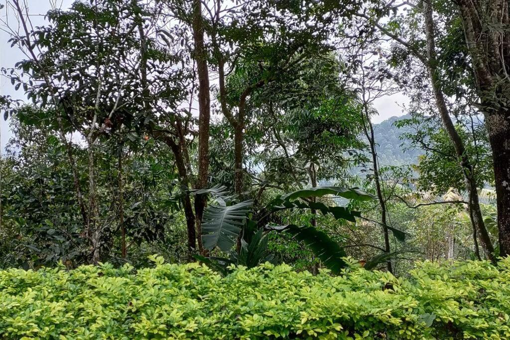 Coffee Camp Home Stay With Tree House Kattappana Buitenkant foto