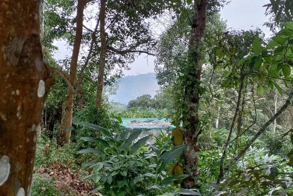 Coffee Camp Home Stay With Tree House Kattappana Buitenkant foto