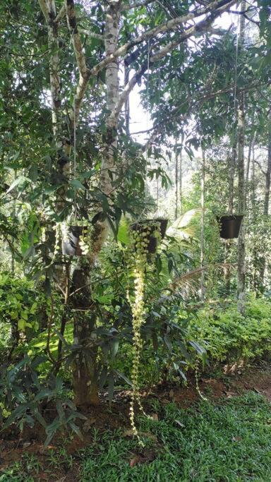 Coffee Camp Home Stay With Tree House Kattappana Buitenkant foto
