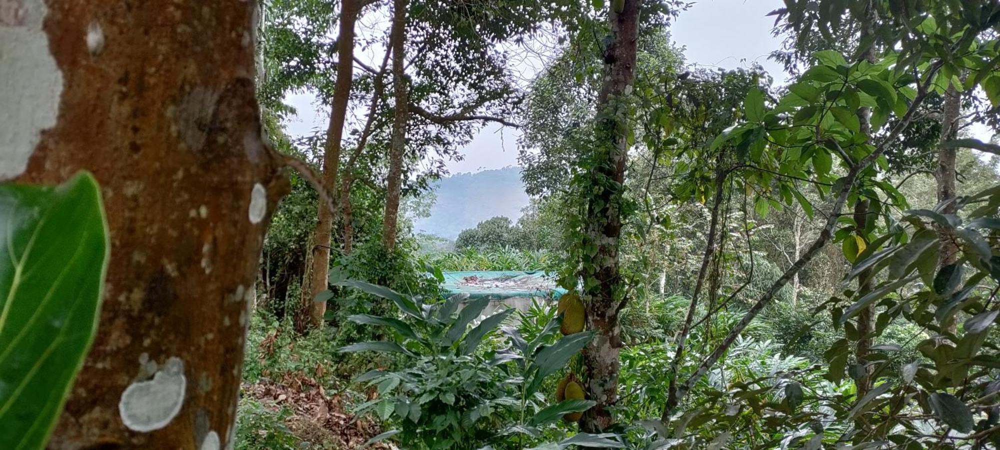 Coffee Camp Home Stay With Tree House Kattappana Buitenkant foto
