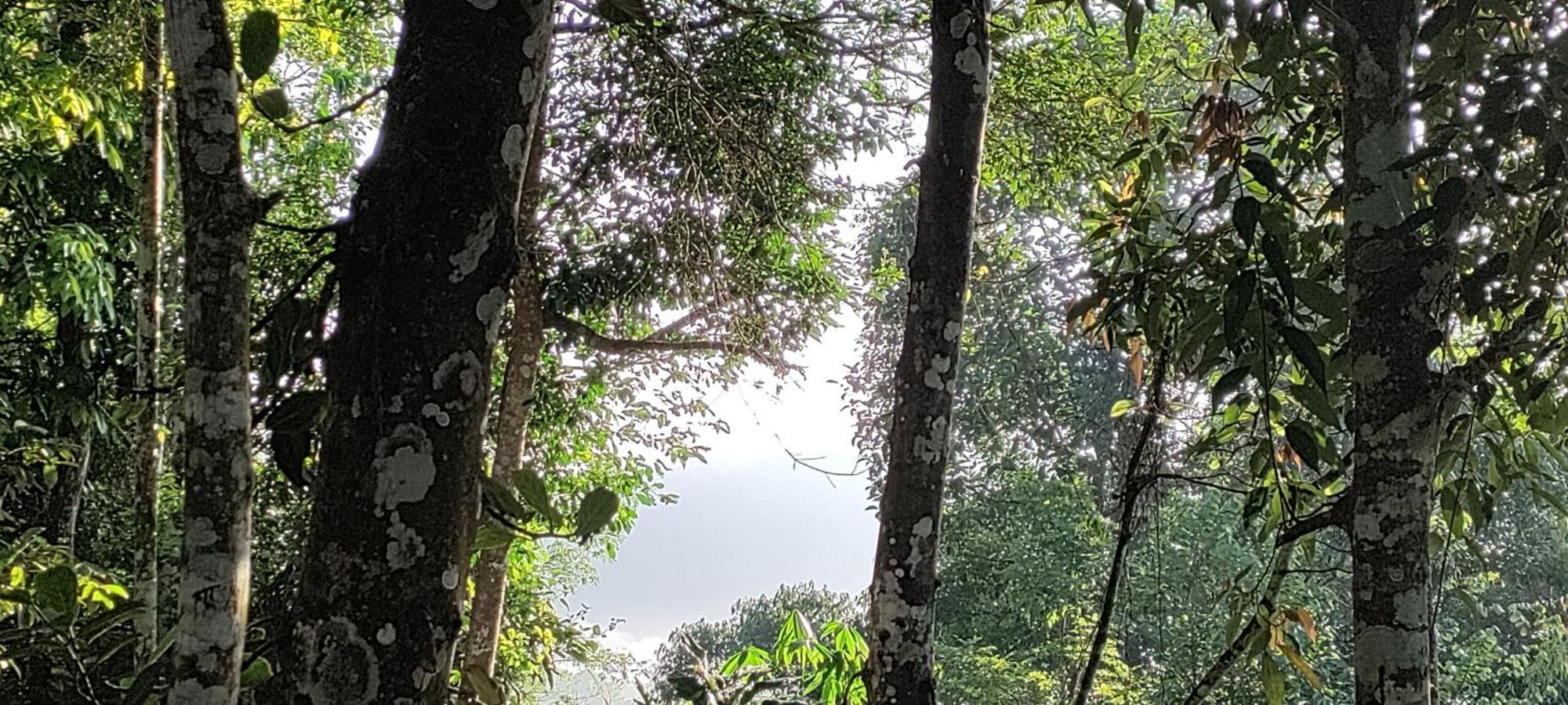 Coffee Camp Home Stay With Tree House Kattappana Buitenkant foto