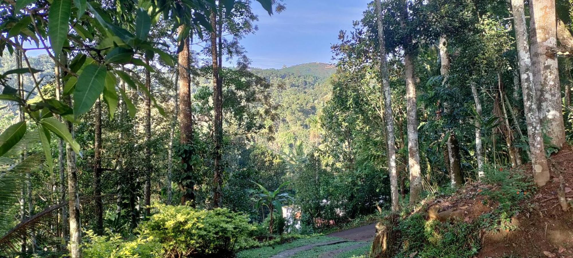Coffee Camp Home Stay With Tree House Kattappana Buitenkant foto